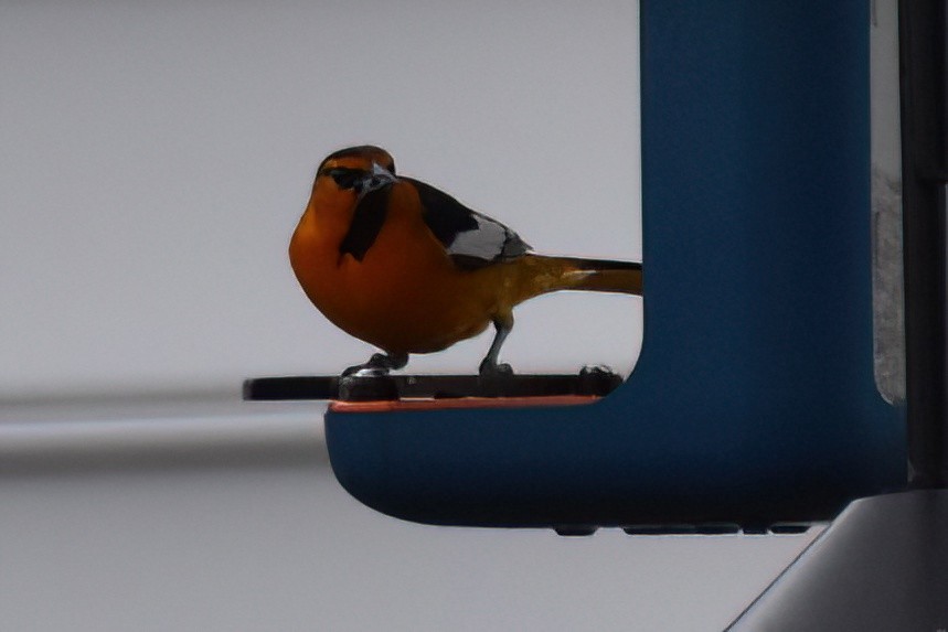 Bullock's Oriole - ML616964519