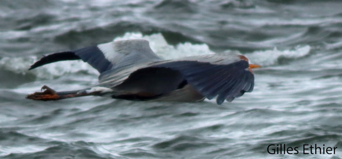 Great Blue Heron - ML616964526