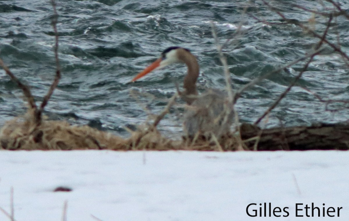 Great Blue Heron - ML616964531