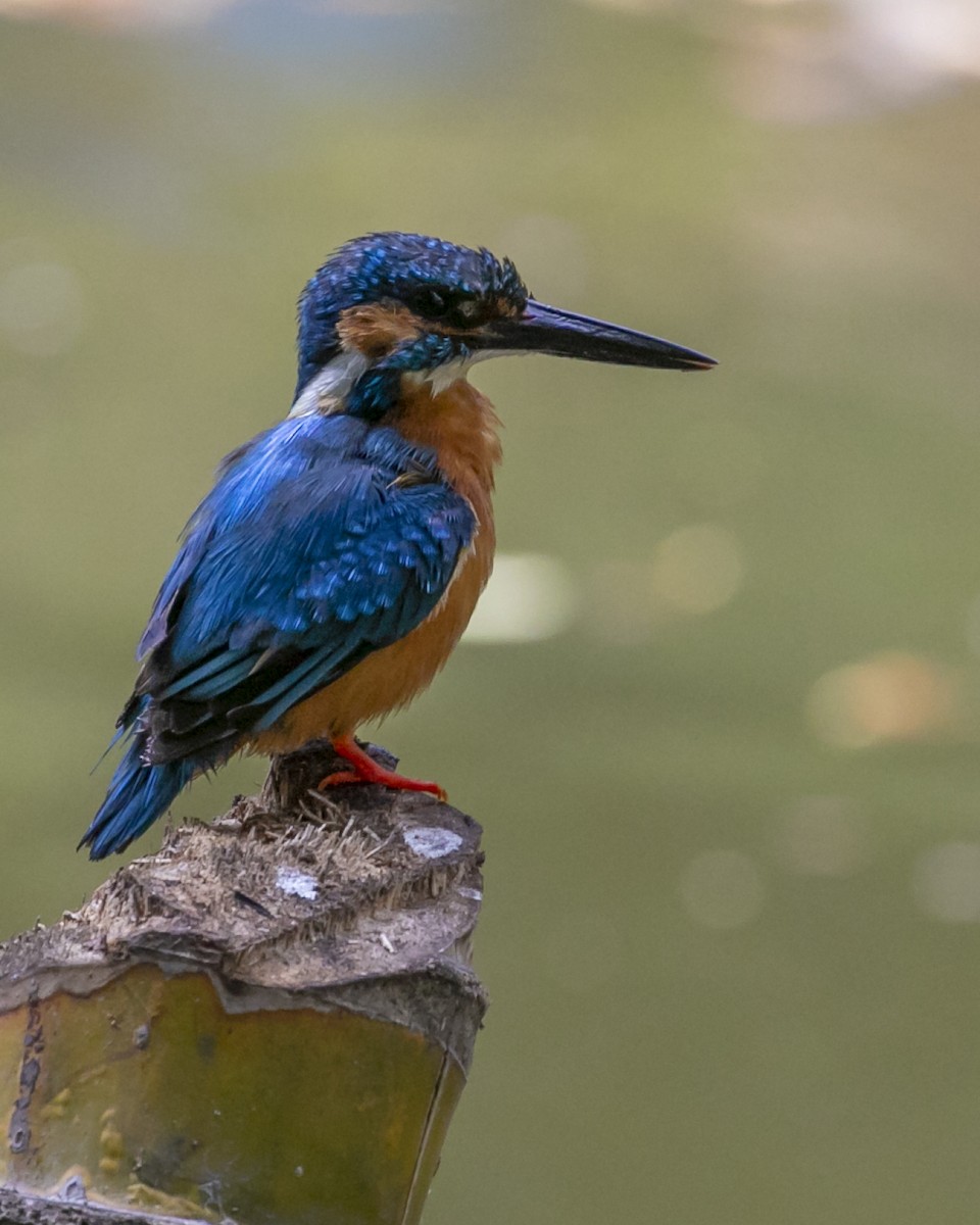 Common Kingfisher - ML616964541