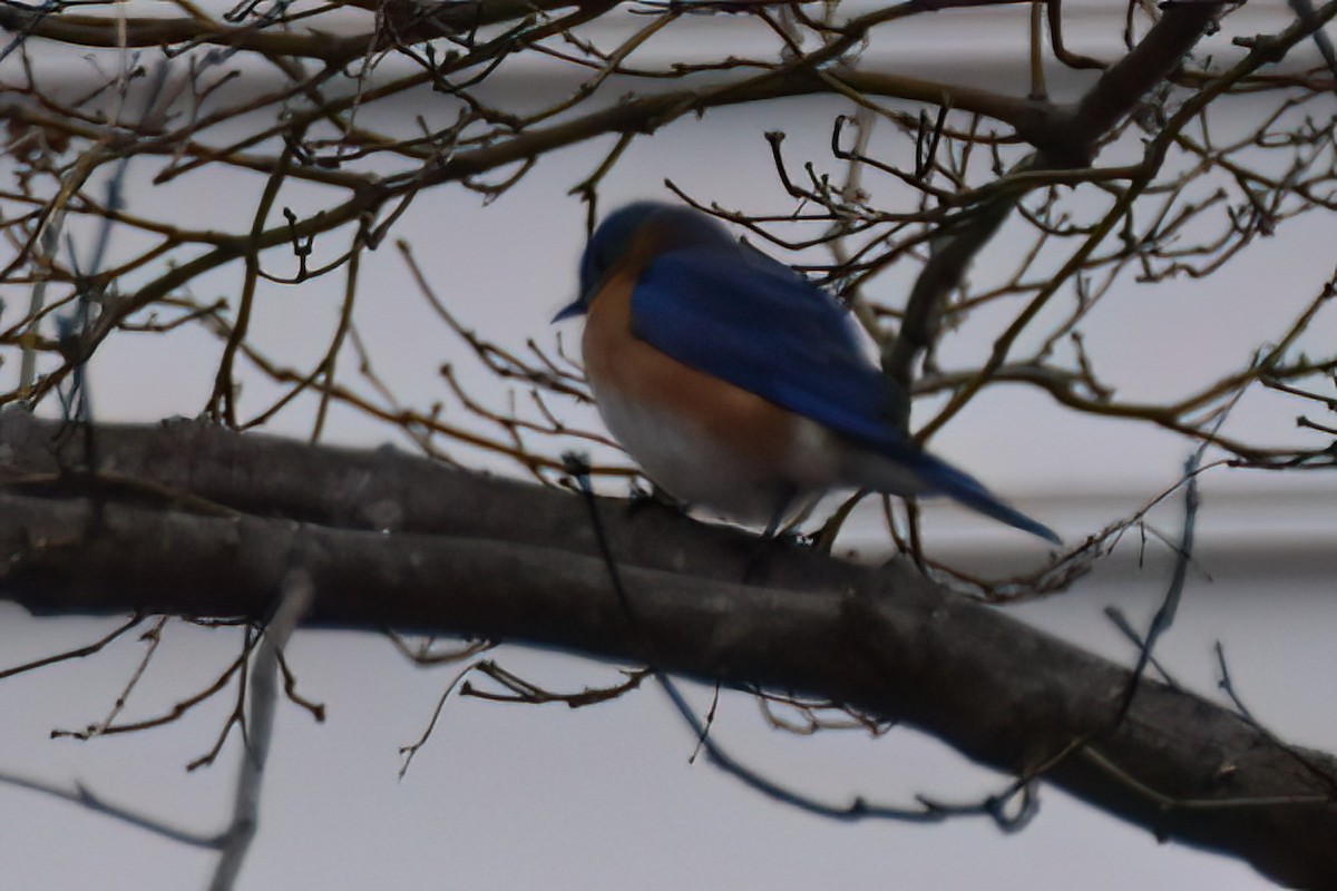 Eastern Bluebird - ML616964543