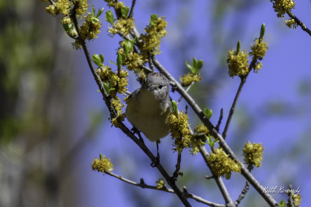 Lucy's Warbler - ML616964558