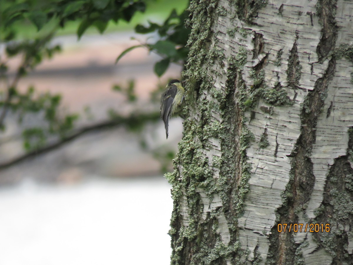 Great Tit - ML616964607