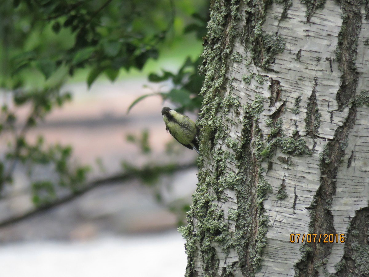 Great Tit - ML616964608