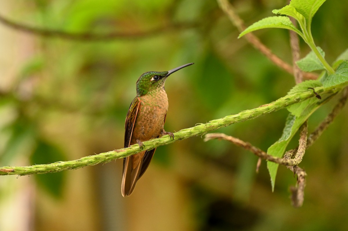 Fawn-breasted Brilliant - ML616964618