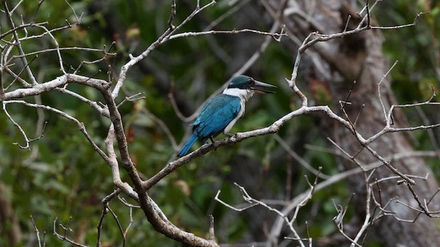 Collared Kingfisher - ML616964622