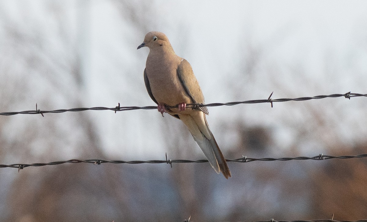 Mourning Dove - Anuj Ghimire