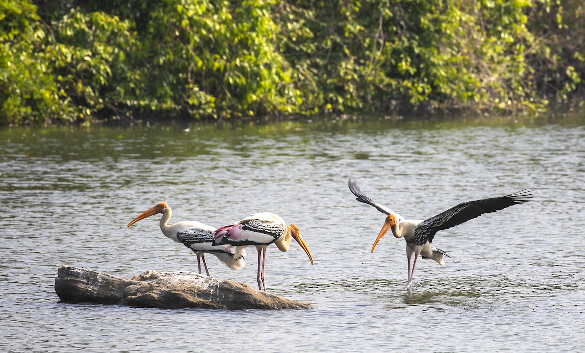 Painted Stork - ML616964685