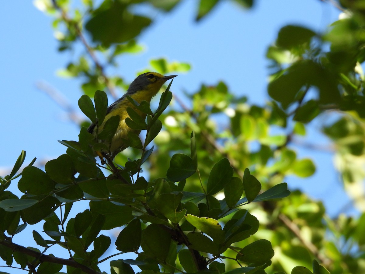 St. Lucia Warbler - Joyce Austin