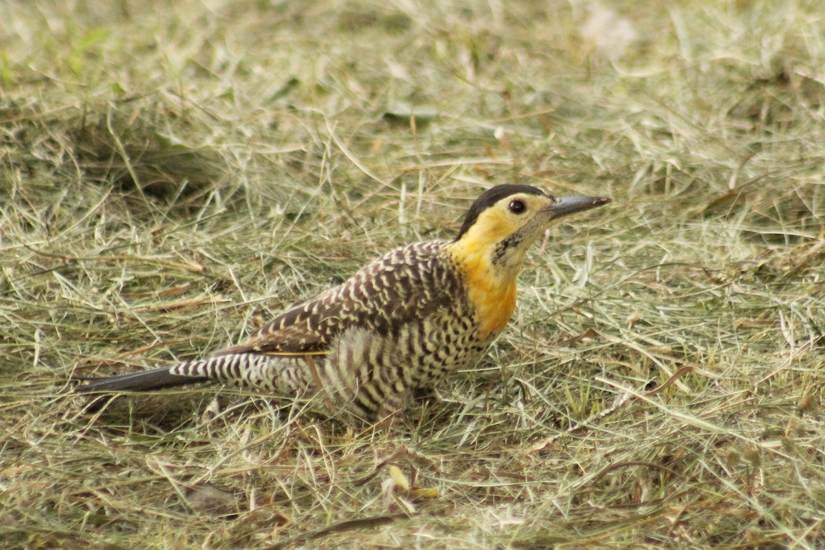 Campo Flicker (Field) - ML616964755