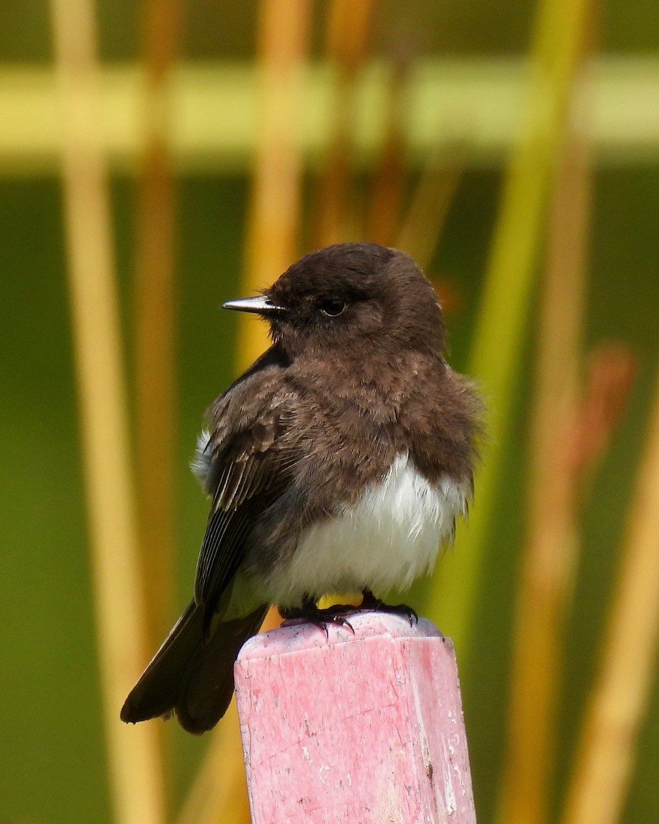 Black Phoebe - ML616964855