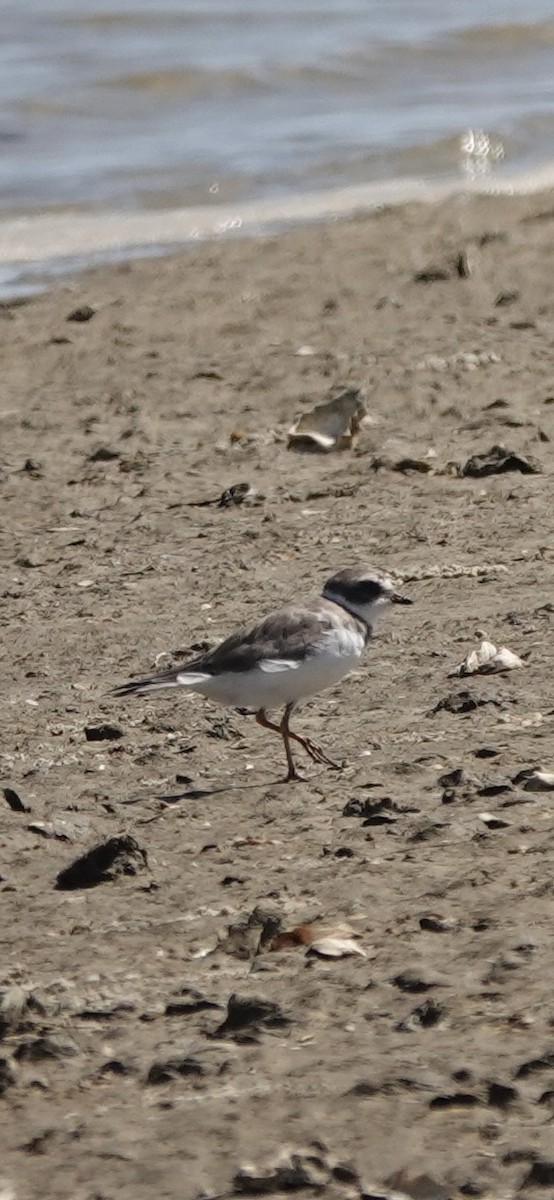 Semipalmated Plover - ML616964863