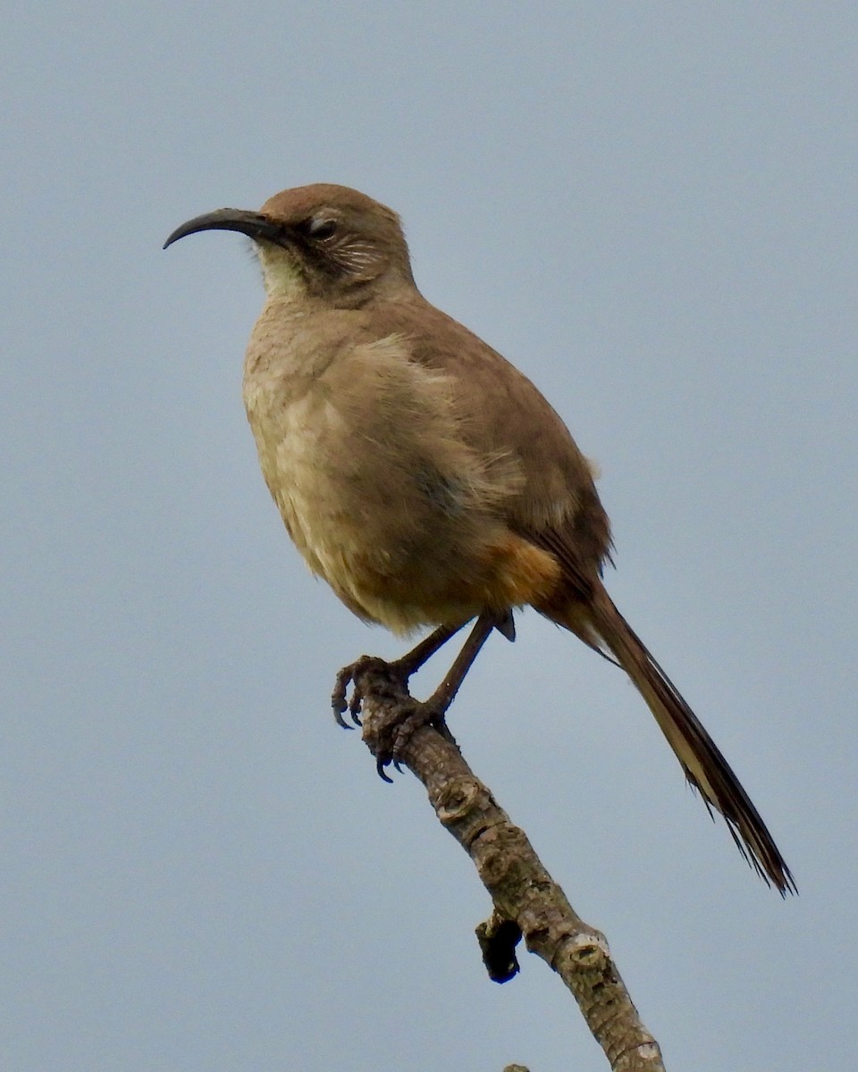 California Thrasher - ML616964866