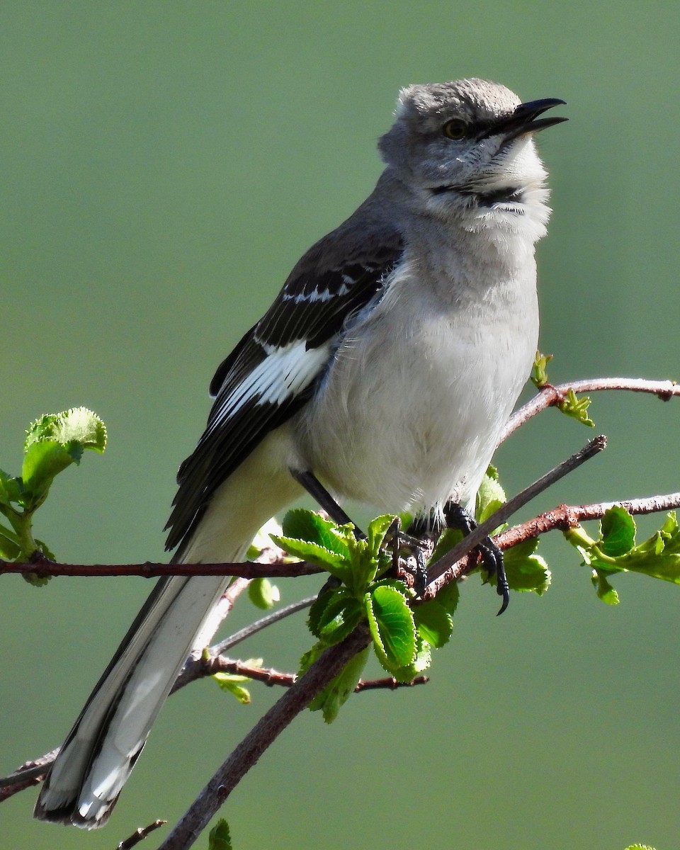 Northern Mockingbird - ML616964869