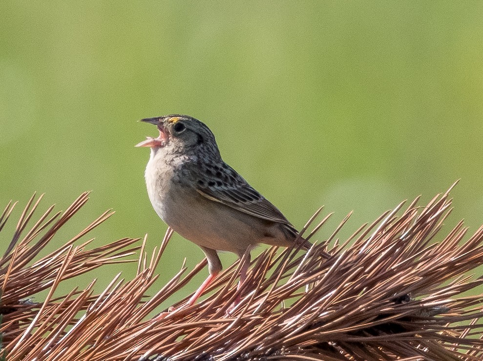Grasshopper Sparrow - ML616964870