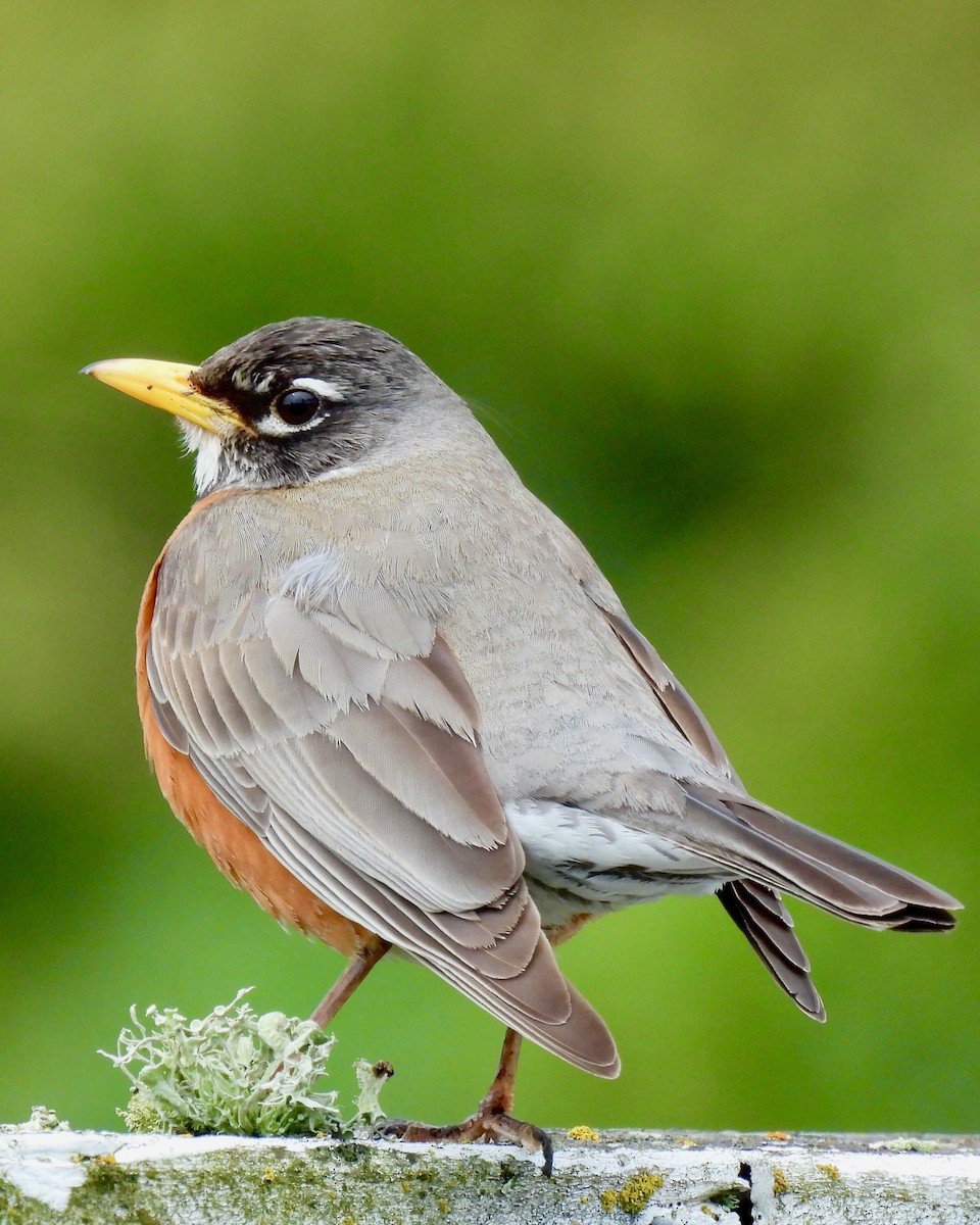 American Robin - ML616964879