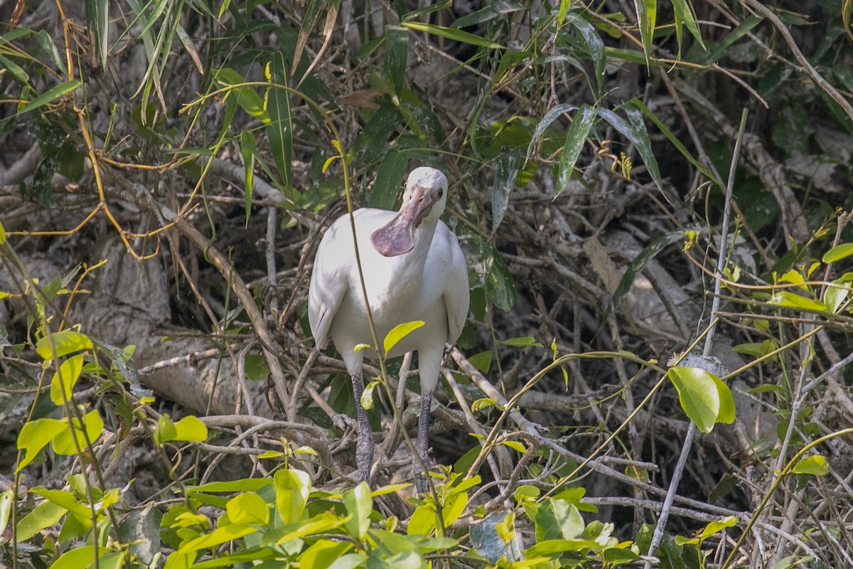 Eurasian Spoonbill - ML616964889