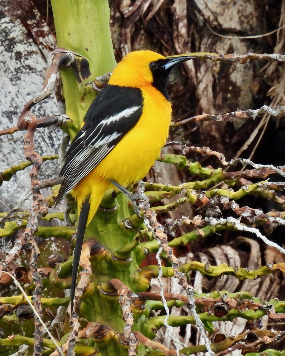 Hooded Oriole - ML616964894