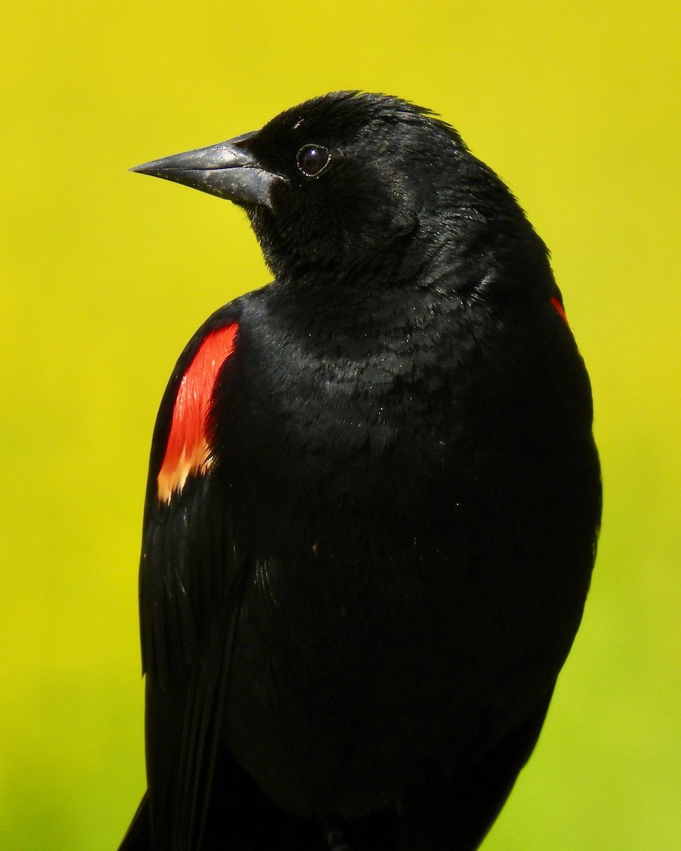 Red-winged Blackbird - ML616964904