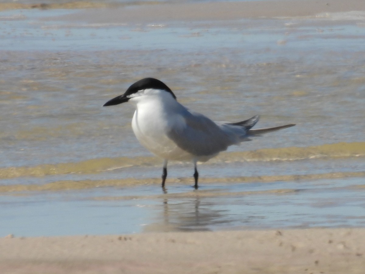 Gull-billed Tern - ML616964950