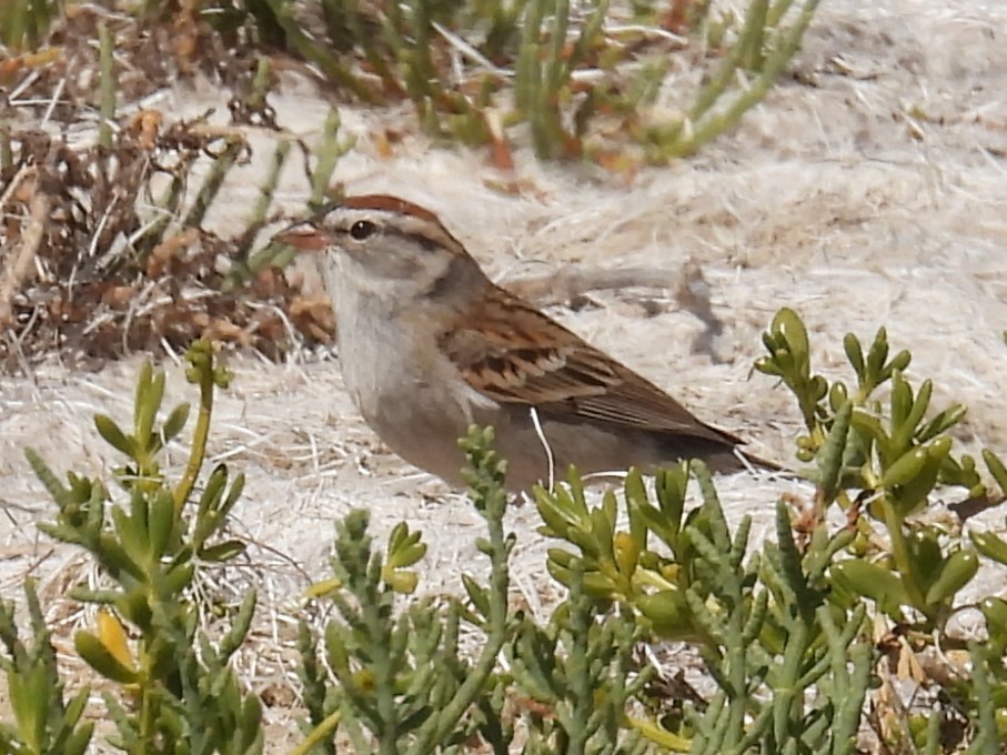 Chipping Sparrow - ML616964975