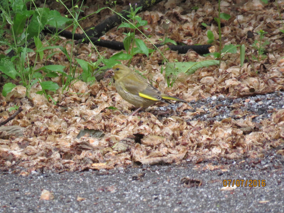 European Greenfinch - ML616964986