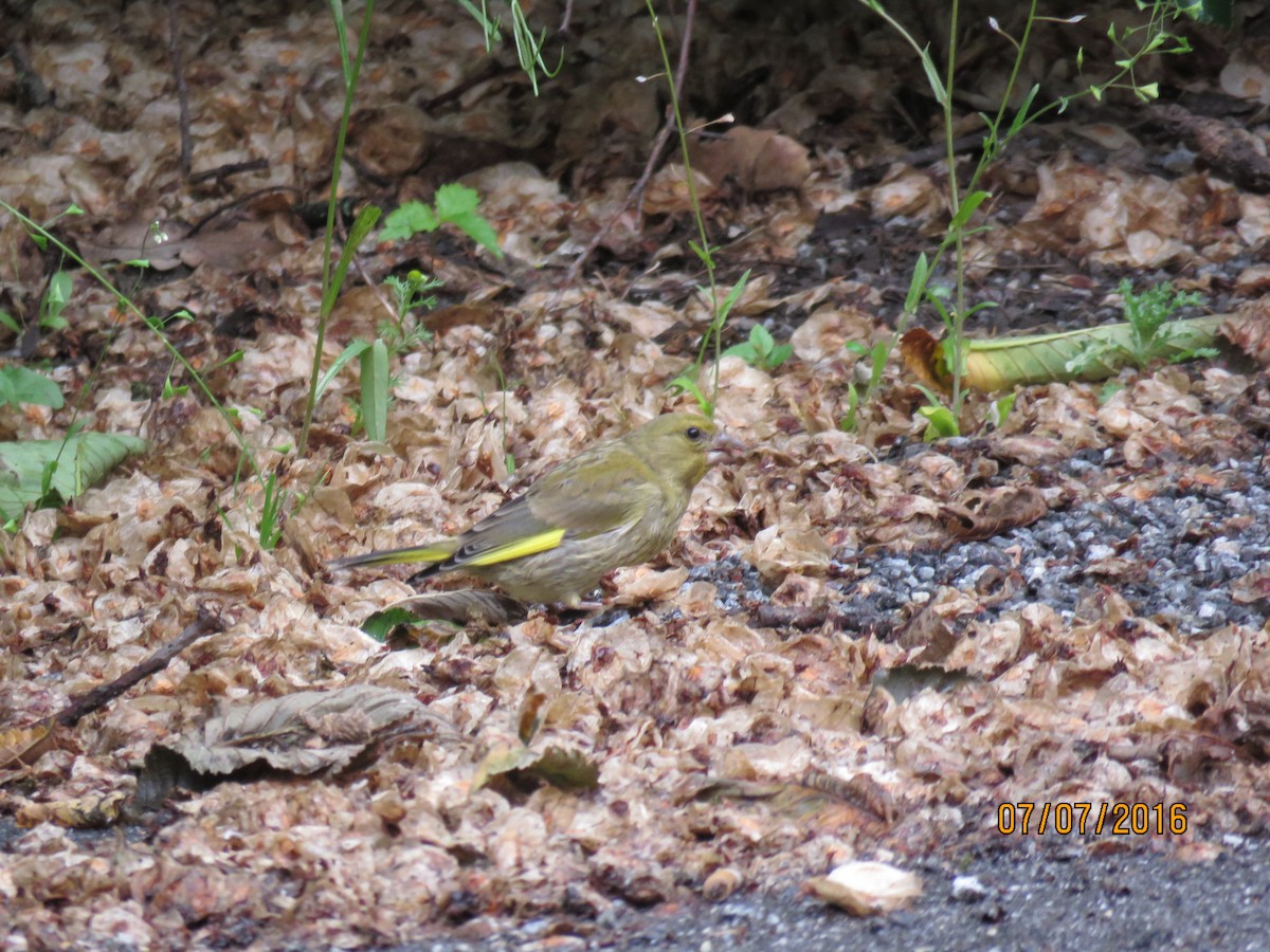 European Greenfinch - ML616964987