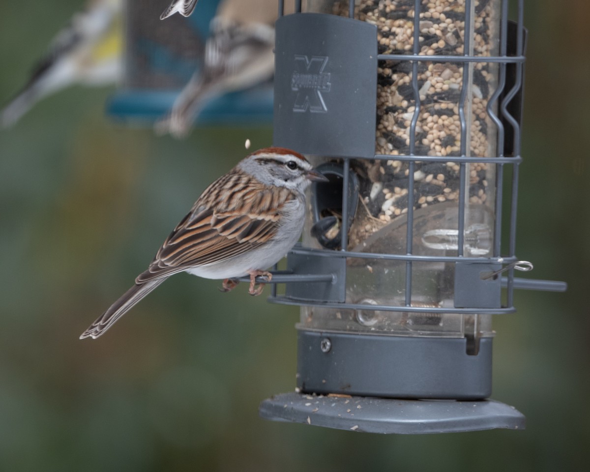 Карнатка білоброва - ML616964990