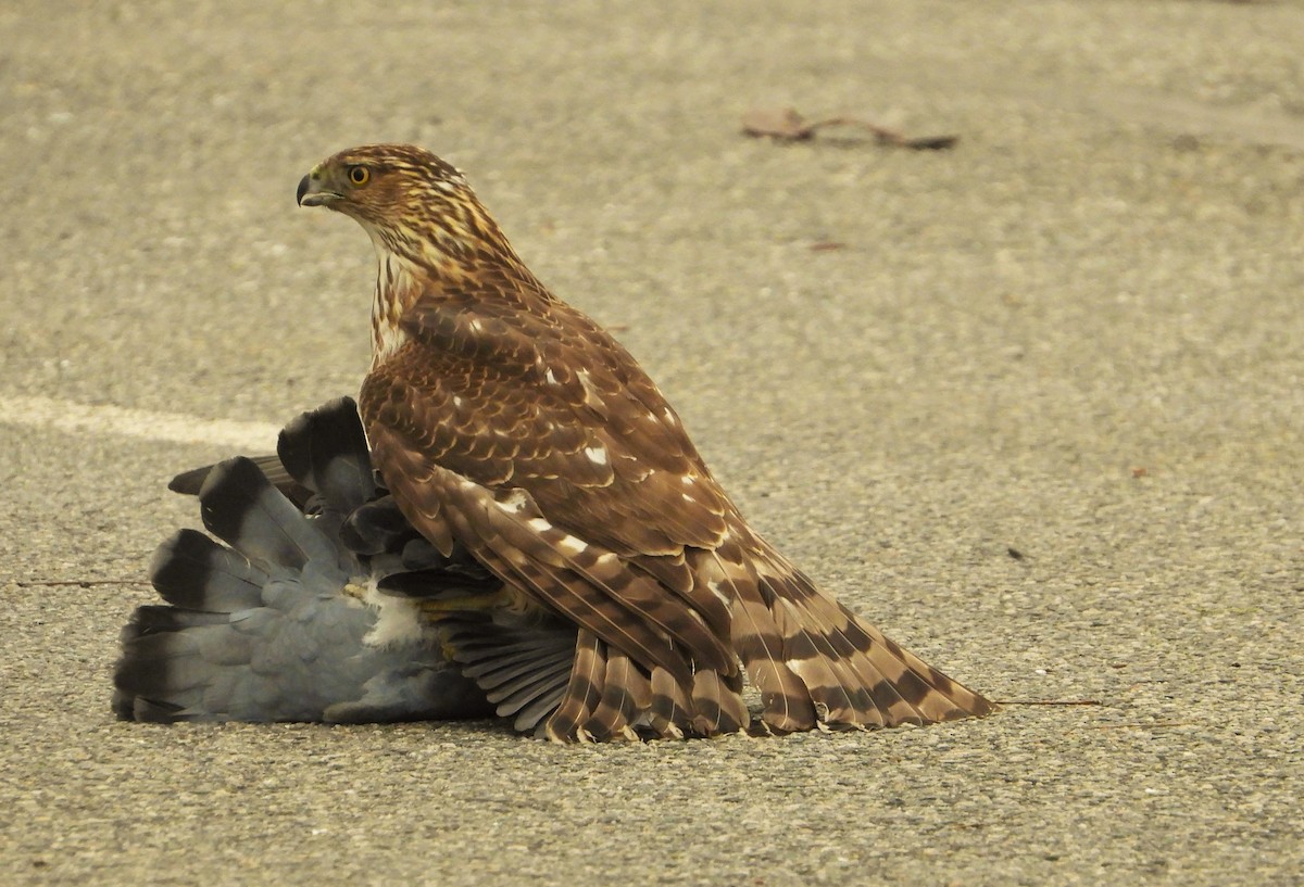 Cooper's Hawk - ML616965000