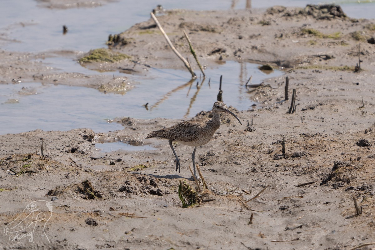 Whimbrel - ML616965024