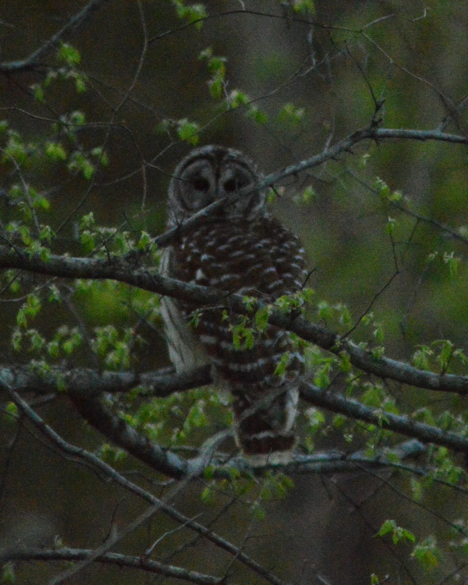 Barred Owl - ML616965038