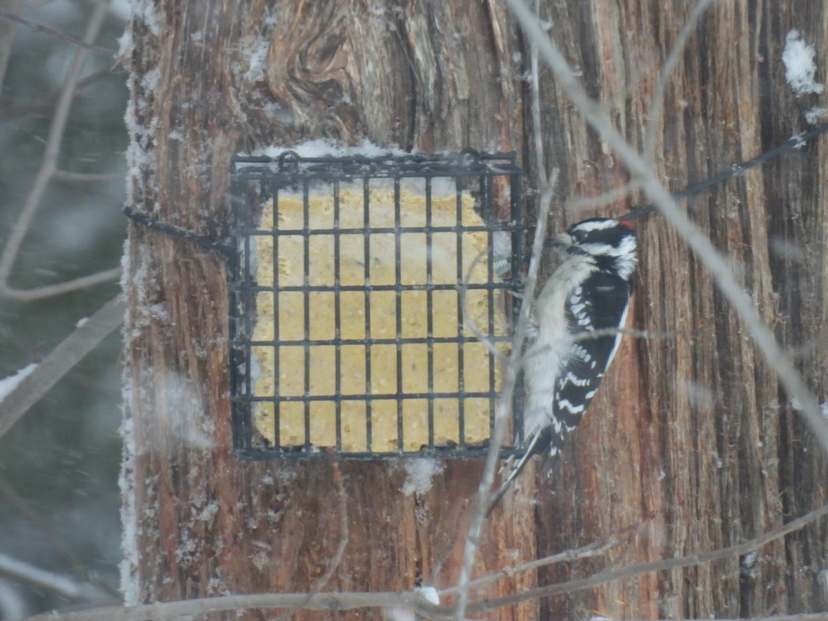 Downy Woodpecker - ML616965056