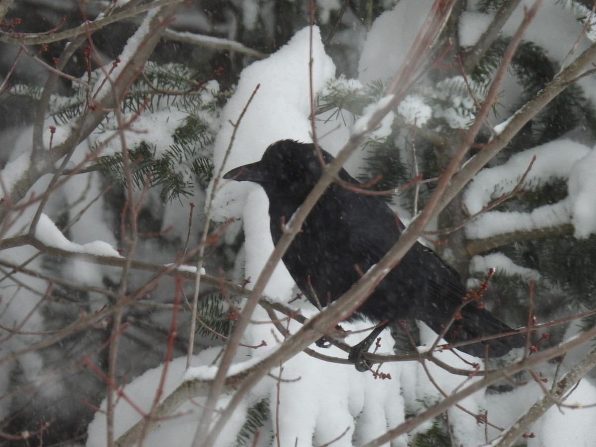 American Crow - ML616965088