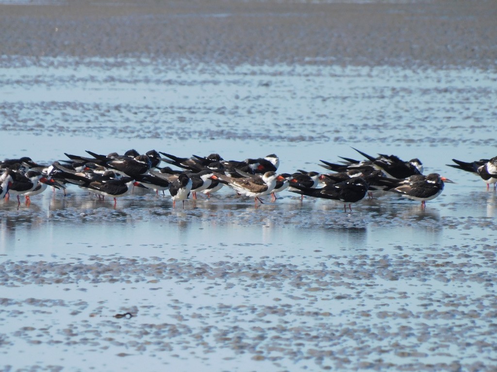 Black Skimmer - ML616965157