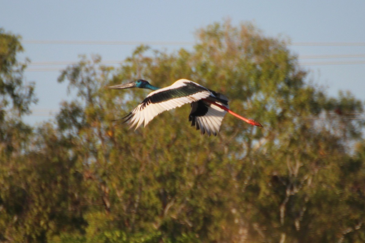 Black-necked Stork - ML616965179