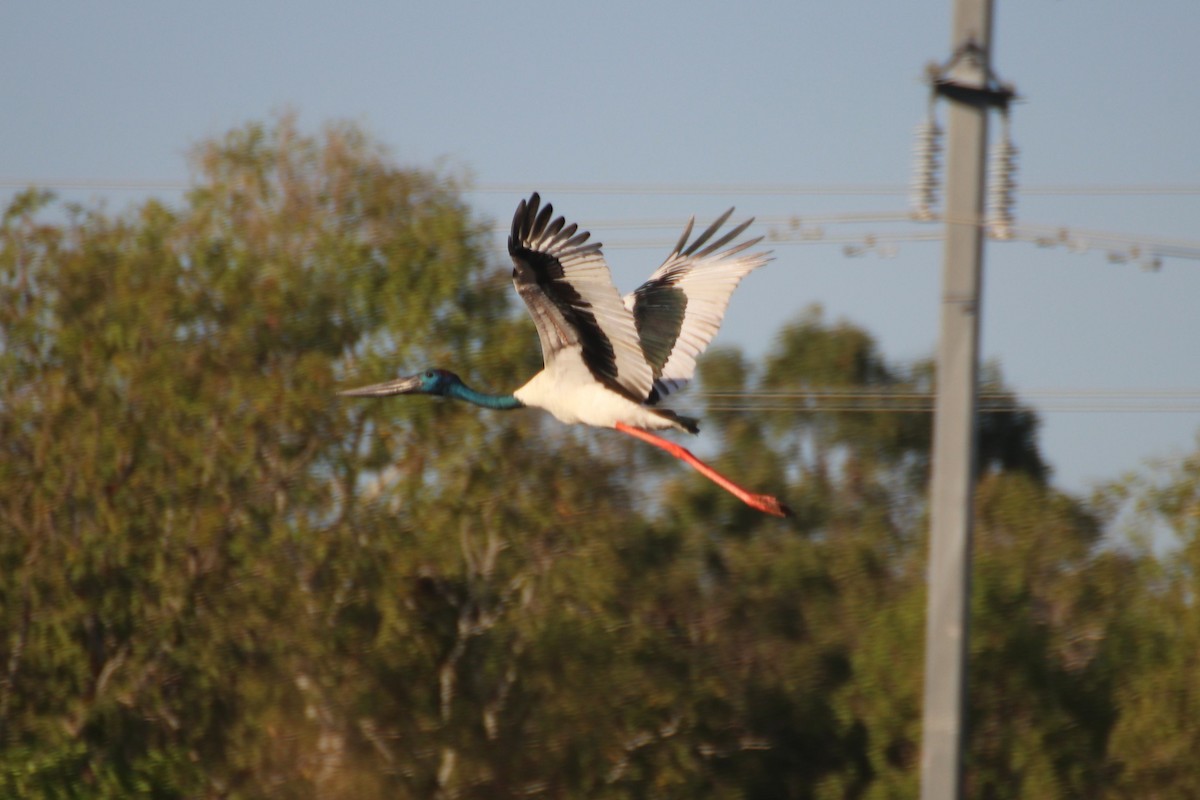Black-necked Stork - ML616965181