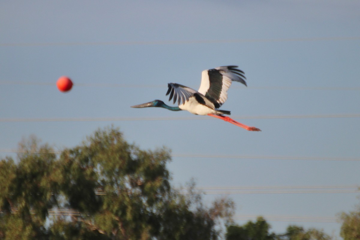 Black-necked Stork - ML616965182