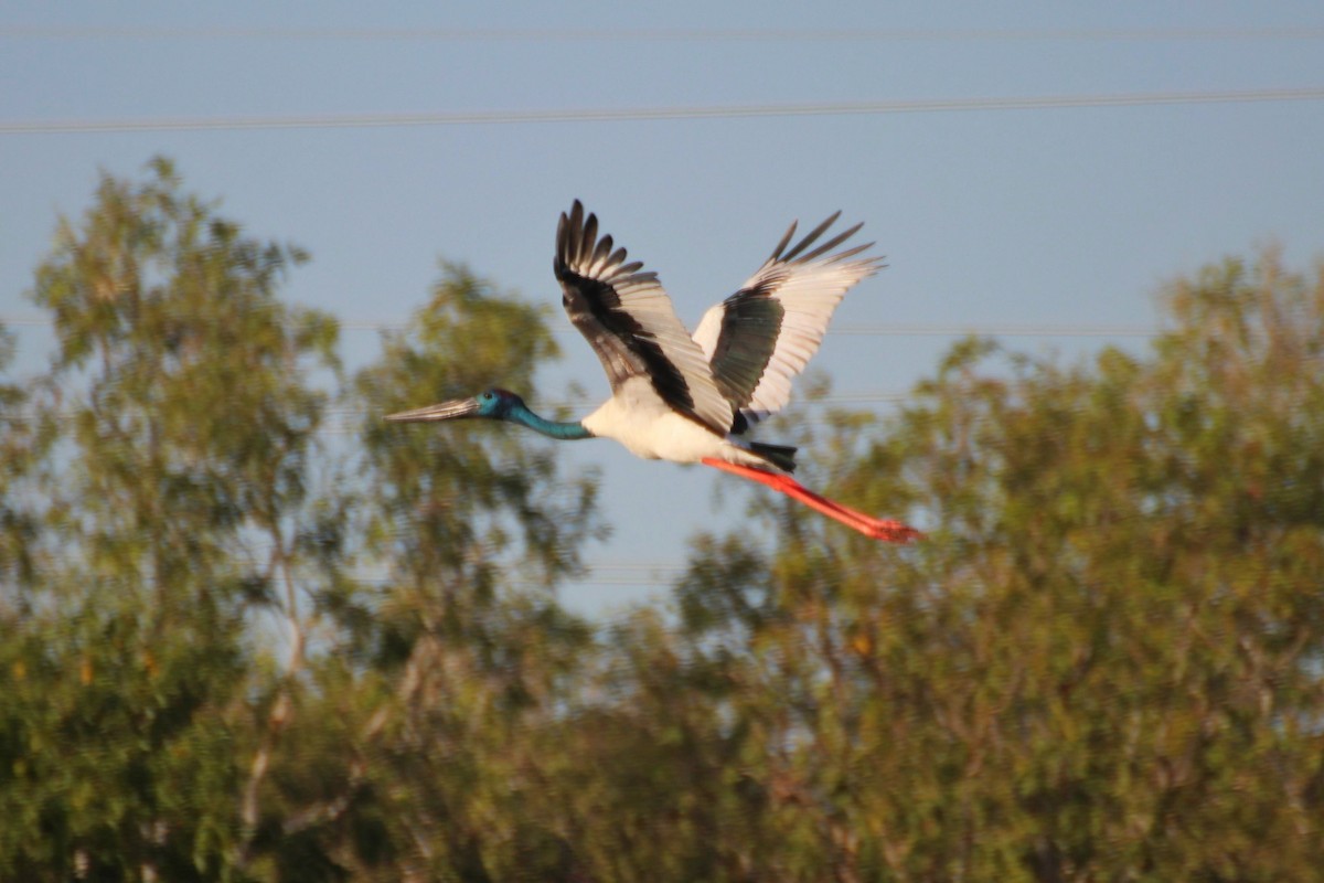 Black-necked Stork - ML616965184