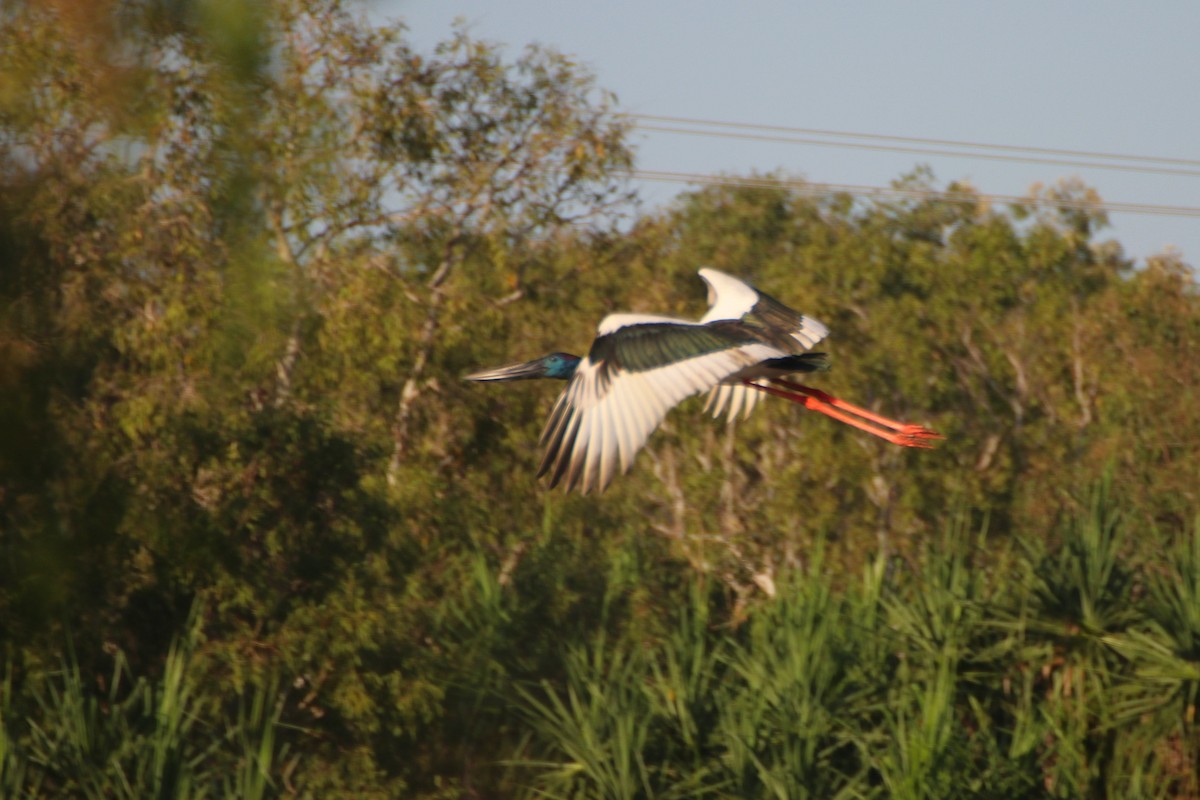 Black-necked Stork - ML616965186