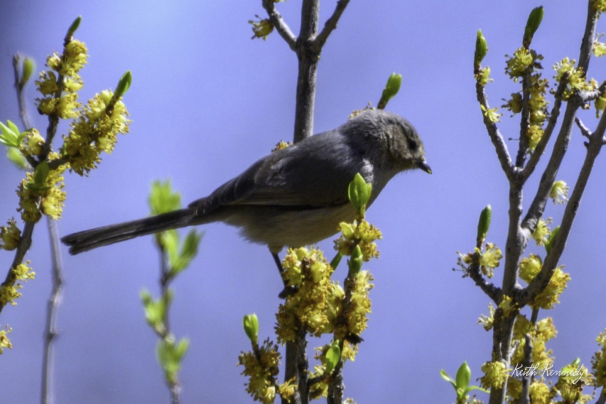 Bushtit - ML616965192