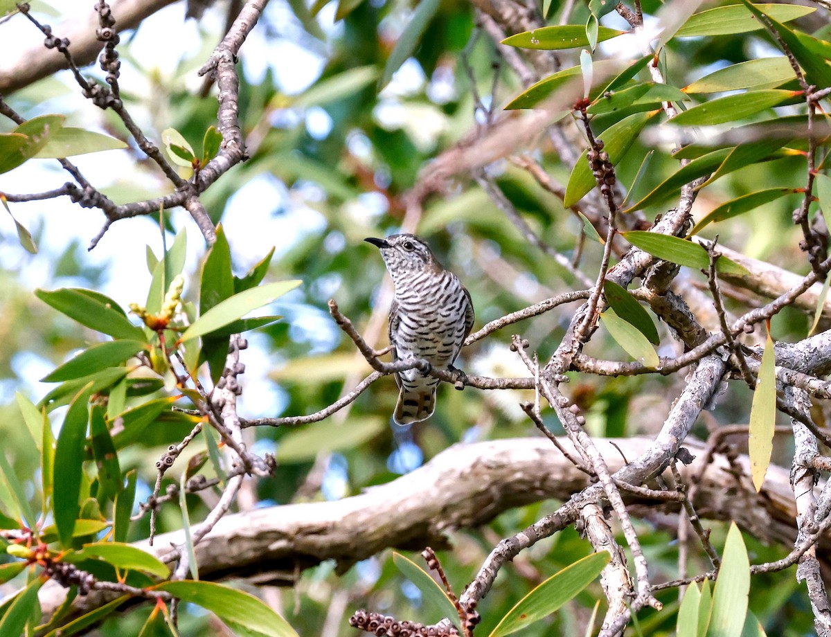 Horsfield's Bronze-Cuckoo - ML616965205