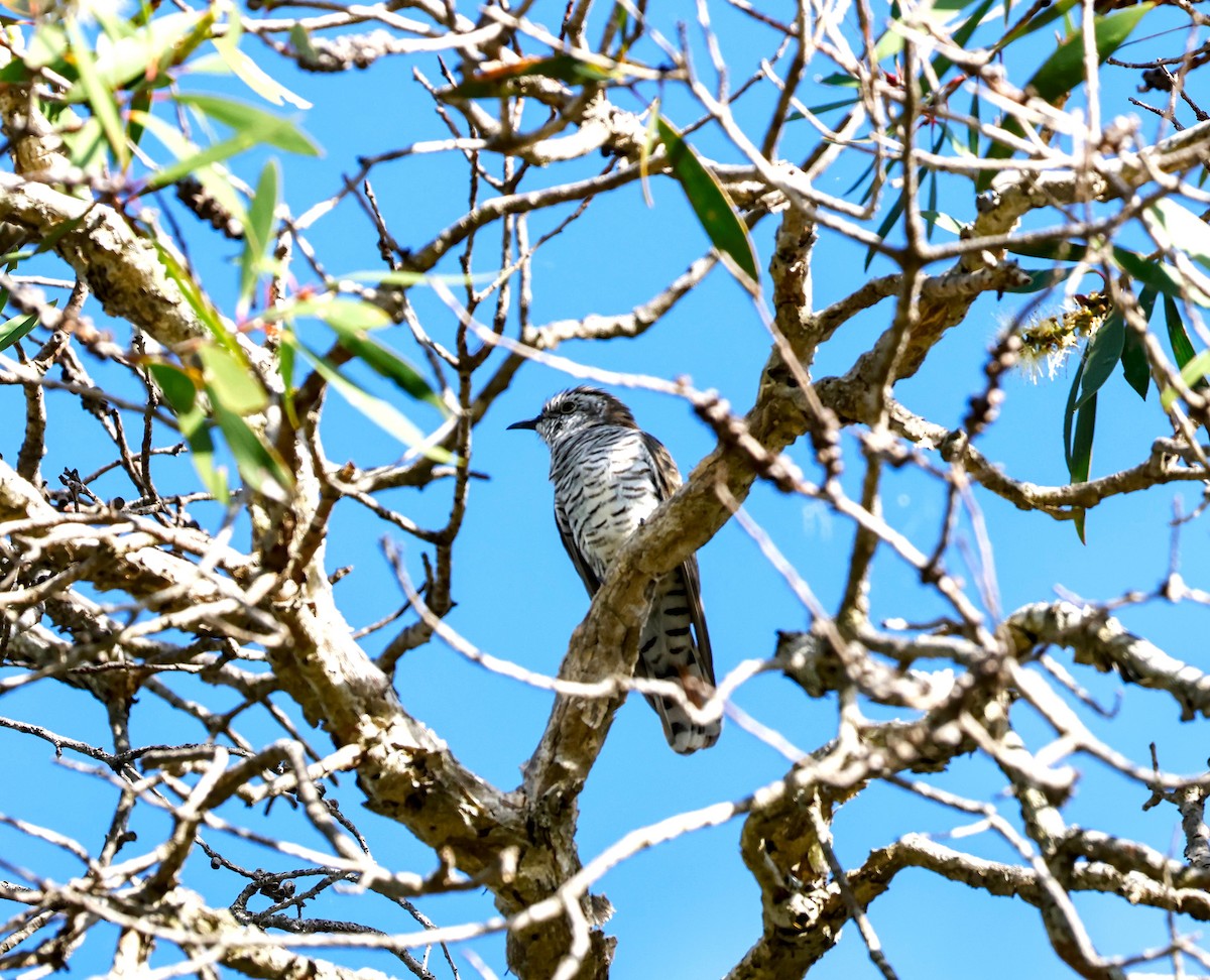 Horsfield's Bronze-Cuckoo - ML616965206