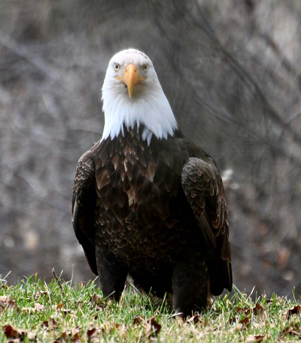 Bald Eagle - Susan and Andy Gower/Karassowitsch