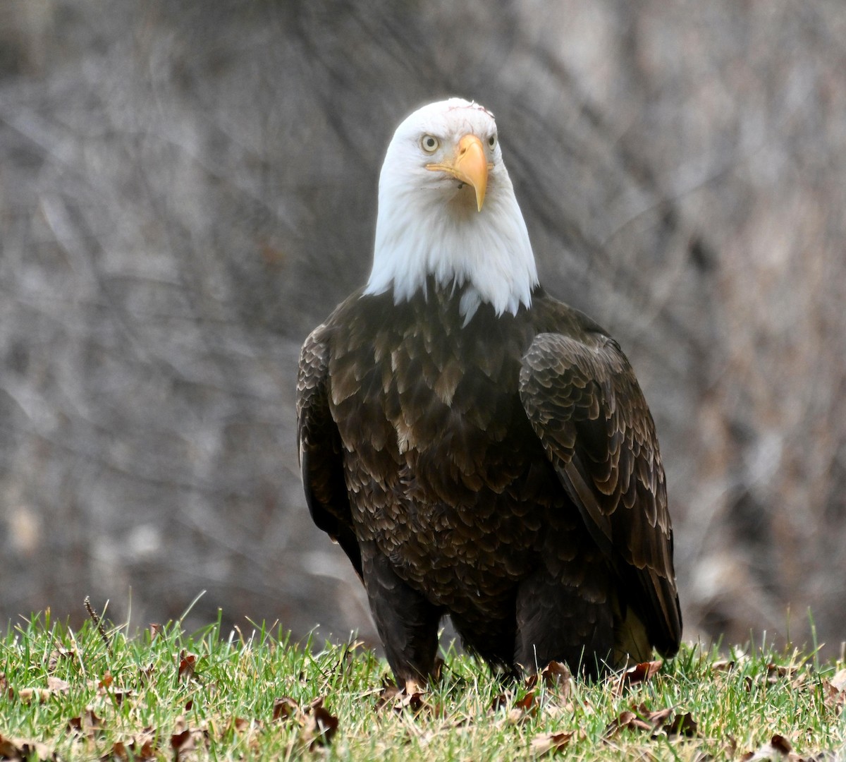 Bald Eagle - Susan and Andy Gower/Karassowitsch