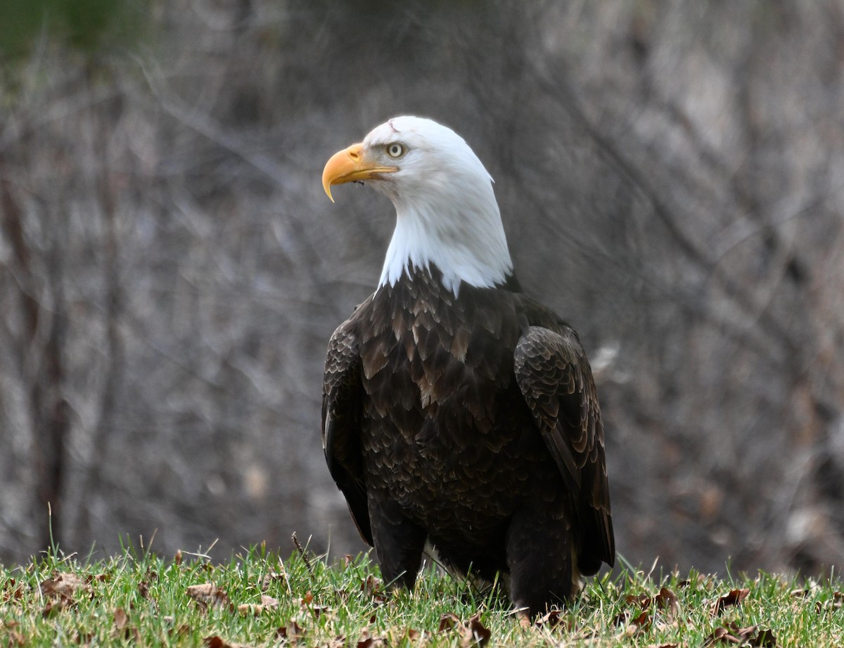 Bald Eagle - Susan and Andy Gower/Karassowitsch