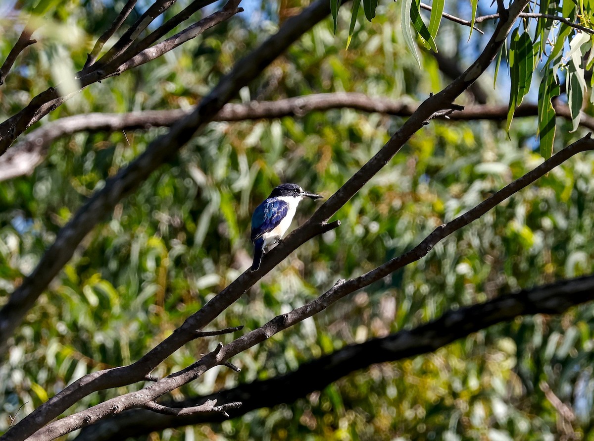 Forest Kingfisher - ML616965258