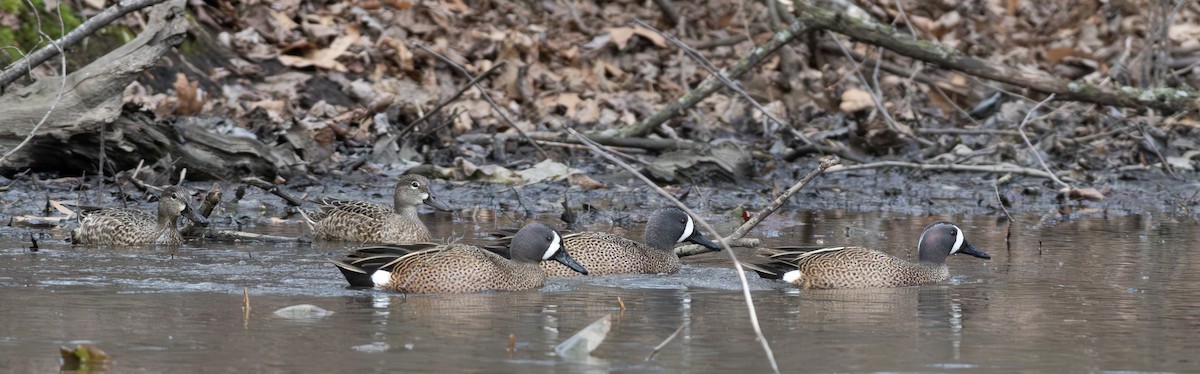 Blue-winged Teal - ML616965298