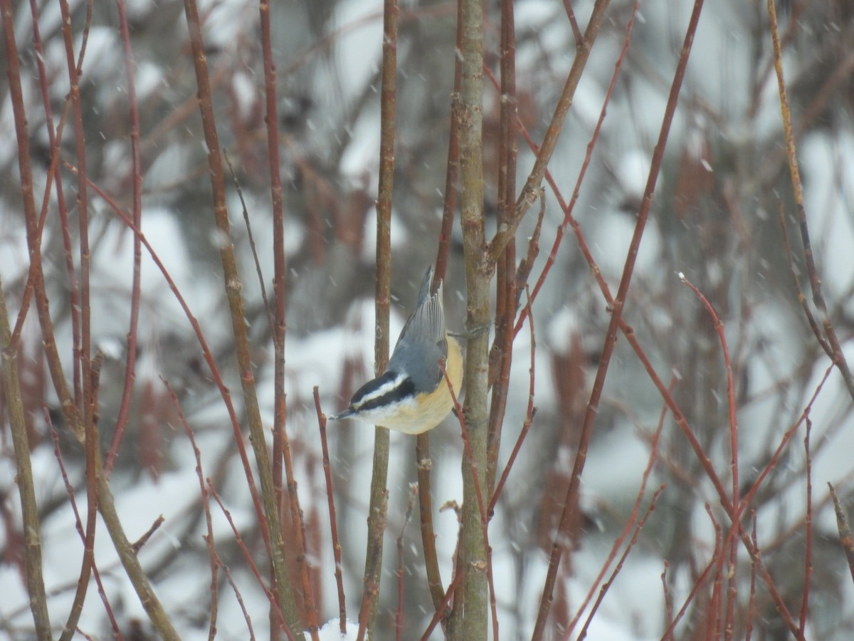 Red-breasted Nuthatch - ML616965326