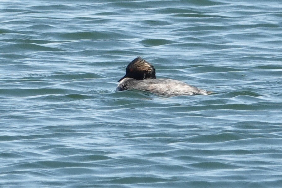 Eared Grebe - ML616965333