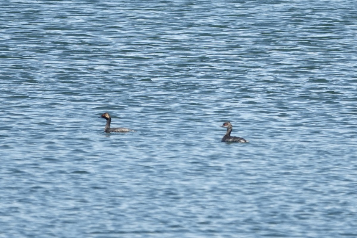 Eared Grebe - ML616965334